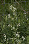 False baby's breath